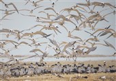سرشماری 12هزار پرندۀ مهاجر در زیستگاه‌های لرستان