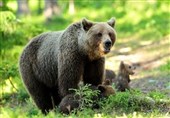 شکارچی خرس در مازندران دستگیر شد