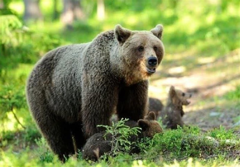 مشاهده همزمان 2 قلاده خرس قهوه‌ای در ارتفاعات جنگلی ‌گیلان