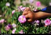 برداشت 40 تن گل محمدی از گلستانهای نطنز و بادرود+فیلم