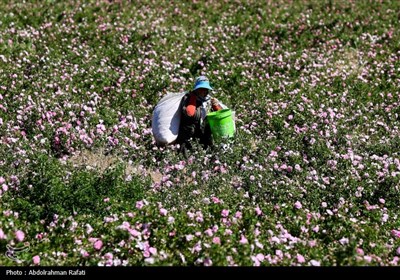 برداشت گل محمدی از مزارع استان همدان