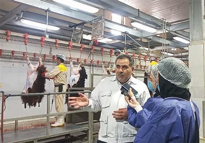بهداشتي،ذبح،فارس،ساعت،شرعي،كشتار،گوشت