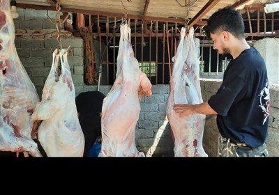توزیع گوشت قربانی گوسفند میان نیازمندان آملی