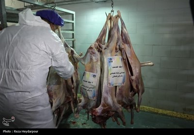 توزیع گوشت قربانی بین خانواده‌های نیازمند بوشهری