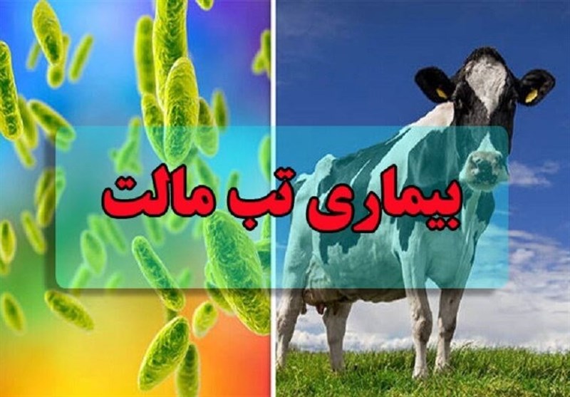 شناسایی بیش از 400 بیمار مبتلا به تب مالت در استان کرمان