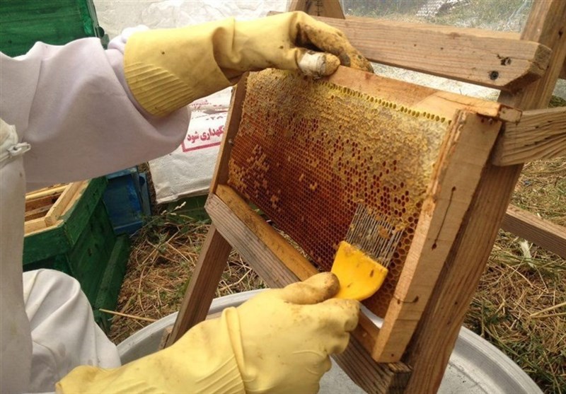 تولید 3974 تن عسل از زنبورستان‌های لرستان