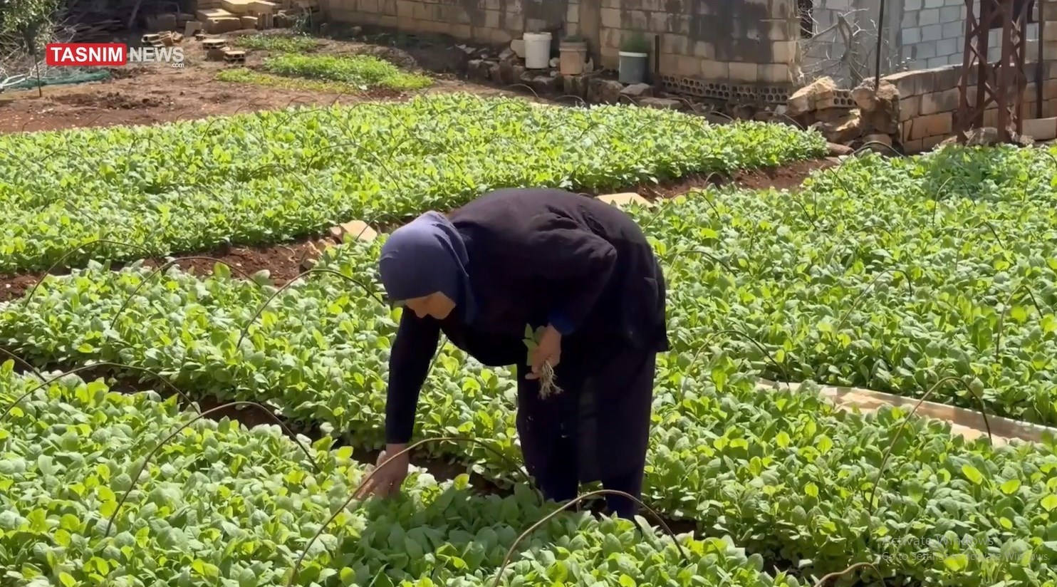 حملات اسرائیل به مزارع جنوب با هدف نابودی امنیت غذایی لبنان