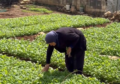 حملات به مزارع جنوب با هدف نابودی امنیت غذایی لبنان