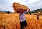 فعال‌سازی مراکز خرید گندم در مناطق کوهستانی مازندران