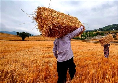 پیش‌بینی تولید بیش از 560 هزارتن گندم در اردبیل