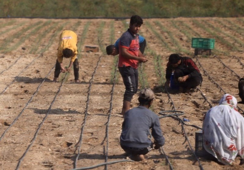Int’l Rights Group Says Israel Uses Starvation as Weapon by Rendering Gaza Farmlands Unusable
