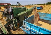 Iran to Produce over 20 Million Tons of Grains in 2024, FAO Predicts