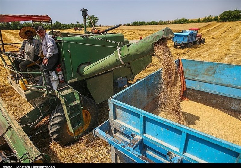 Iran to Produce over 20 Million Tons of Grains in 2024, FAO Predicts