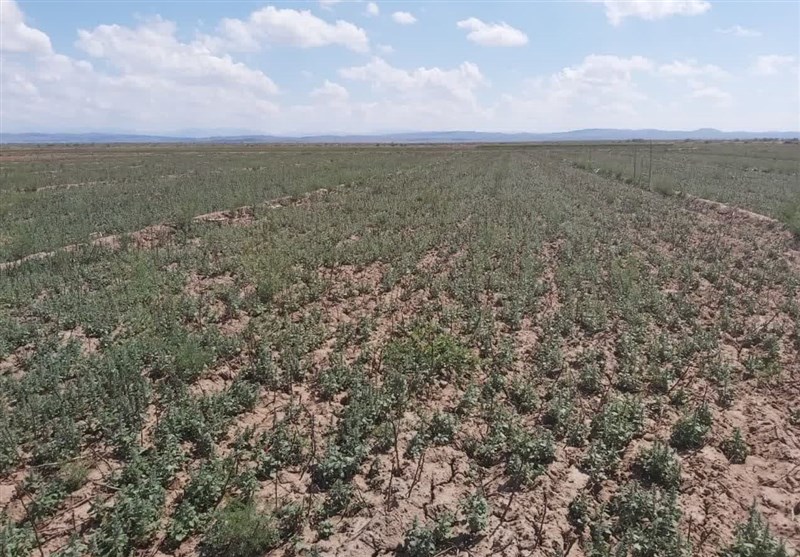 برداشت گیاه بالنگ در نیشابور‌ برای نخستین بار