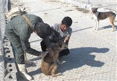 واکسیناسیون 80 درصد سگ‌ها علیه هاری در استان بوشهر