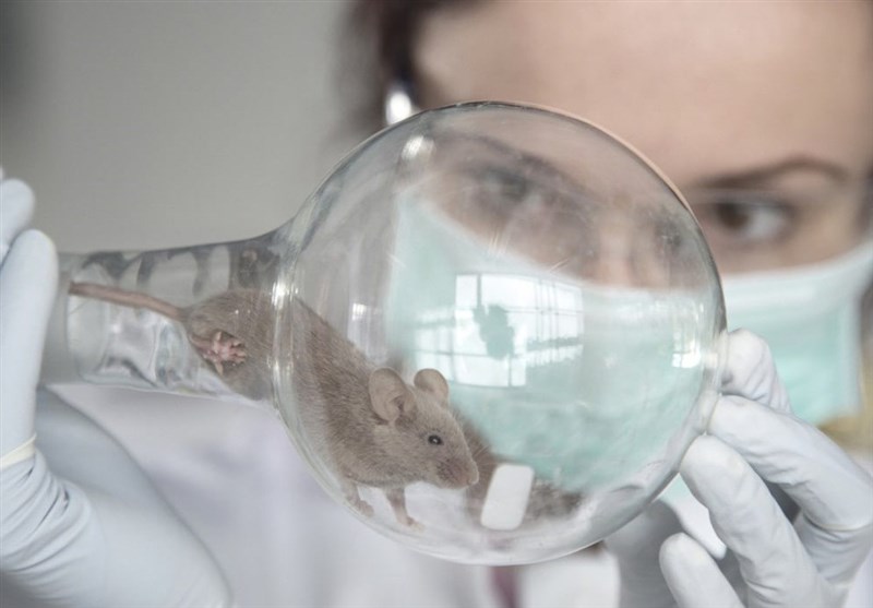 Scientists Find Potential Anti-Aging Breakthrough in Mice Study