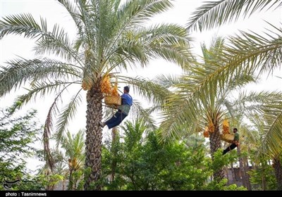 آغاز برداشت محصول خارک و رطب از نخلستان‌های استان بوشهر