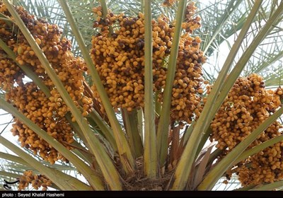 آغاز برداشت محصول خارک و رطب از نخلستان‌های استان بوشهر