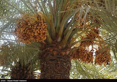 آغاز برداشت محصول خارک و رطب از نخلستان‌های استان بوشهر