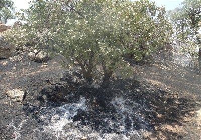 آتش‌سوزی جنگل‌های خامی در باشت مهار شد + تصاویر