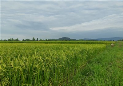 رخ‌نمایی خوشه‌های برنج در قلب شالیزارهای شمال