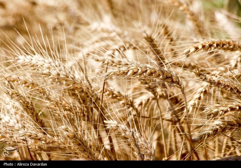 گندم‌کاران کردستانی 84 درصد مطالباتشان را نگرفته‌اند