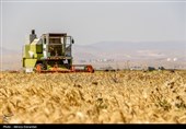 مطالبات گندمکاران تا آخر فردا تسویه می‌شود