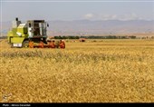 خرید تضمینی 183 هزار تن گندم در آذربایجان‌شرقی