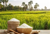 3 راهکار مهم برای حمایت از برنج‌کاران/ حذف ارز واردات برنج