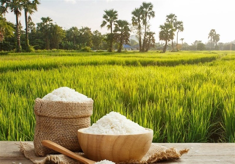 3 راهکار مهم برای حمایت از برنج‌کاران/ ارز واردات حذف شود