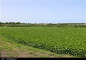 رودخانه های شرق گیلان در محاصره گیاه مهاجم سنبل آبی