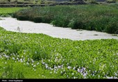 رودخانه های شرق گیلان در محاصره گیاه مهاجم سنبل آبی
