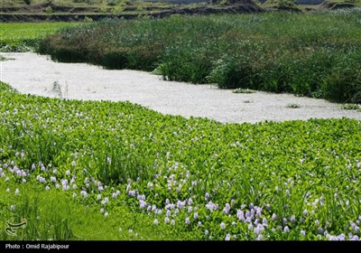 رودخانه های شرق گیلان در محاصره گیاه مهاجم سنبل آبی