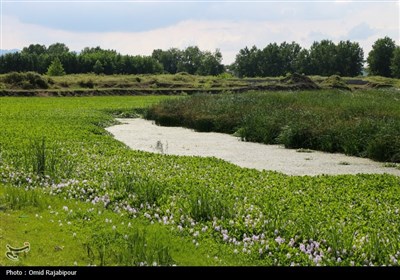 رودخانه های شرق گیلان در محاصره گیاه مهاجم سنبل آبی