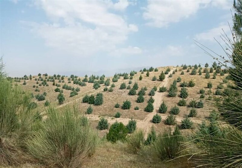 2 میلیون درخت در قم در حال کاشت است