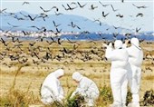 کنترل 2 بیماری تب برفکی و آنفلوانزای حاد پرندگان در کشور