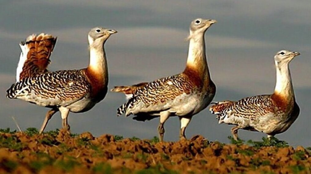 مستند , سینما , سینمای مستند , شبکه مستند , پرنده , 