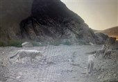 ثبت حضور یک قلاده یوز به همراه 4 توله در منطقه توران + عکس
