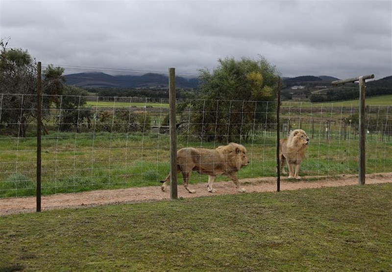 Western Hunts Push Africa’s Remaining 23,000 Captive Lions to Extinction