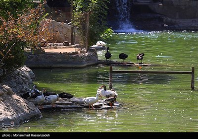 باغ وحش ارم