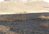 آتشسوزی در اراضی ملی و جنگلی پلدختر