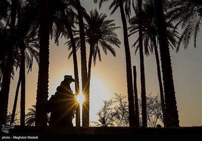 راهپیمایی نجف تا کربلا