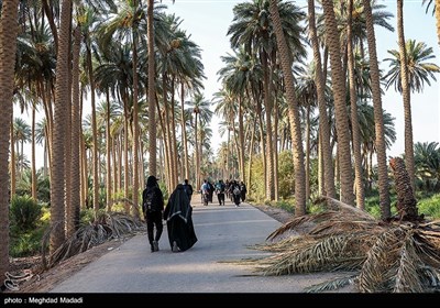 راهپیمایی نجف تا کربلا