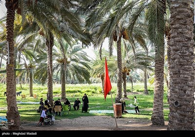 راهپیمایی نجف تا کربلا