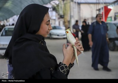 تردد زائران اربعین حسینی از مرز چذابه