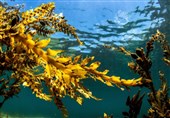 Study Suggests Seaweed May Slow Parkinson&apos;s Disease Progression