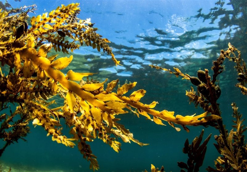 Study Suggests Seaweed May Slow Parkinson's Disease Progression