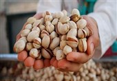 Iran’s Export of Pistachios Up 213% in 5-Month Period: IRICA