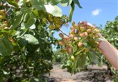 Iran’s Pistachio Production Rises 15%: Ministry of Agriculture