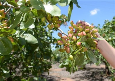 Iran’s Pistachio Production Rises 15%: Ministry of Agriculture